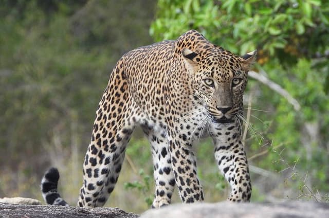 Yala National Park Full-Day Special Leopard & Elephant Safari