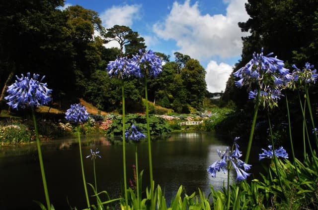 Cornish Gardens & Wonders – Private Shore Tour from Falmouth