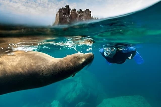 Espiritu Santo Island Tour with Sea Lion Snorkeling