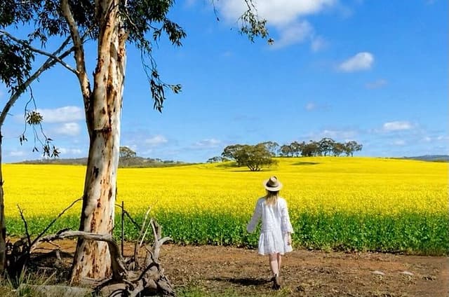 Wildflowers, Canola Fields and Historic New Norcia Day Tour