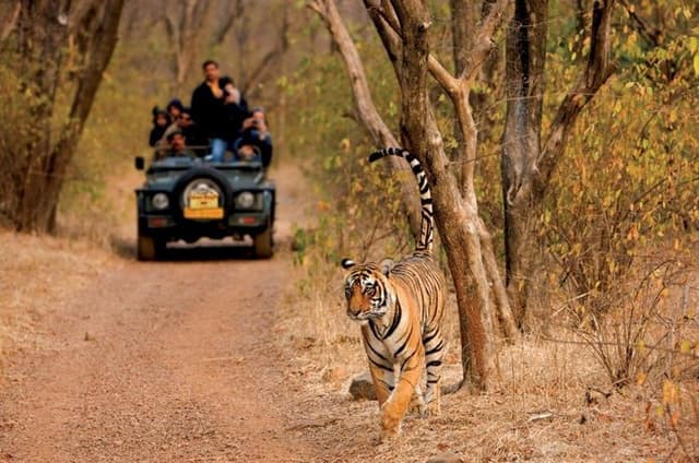 3 Days Pench National Park Tiger Safari Tour from Nagpur