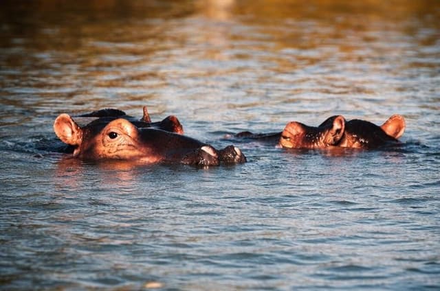 St Lucia and iSimangaliso Safari and Cruise Full Day Adventure