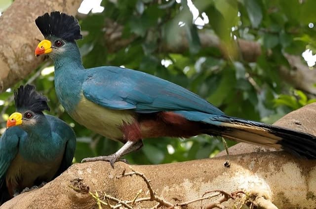 Bird Watching Adventure Around Volcanoes National Park