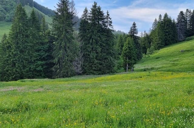 Naturalistic adventure in the Swiss Alps