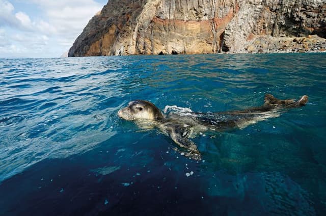 From Funchal: Private Catamaran Charter to Desertas Island