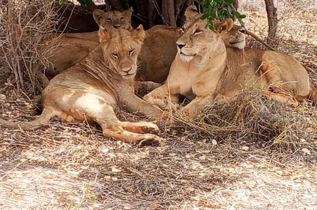 3-Day Tsavo East and Ngutuni Sanctuary Safari.
