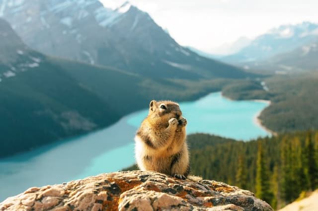 Banff Private Tour: Moraine, Louise, Peyto & Icefields Parkway