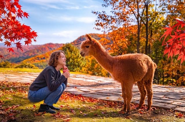 Nami+Alpaca+Garden of Morning Calm (+Rail Bike Option)