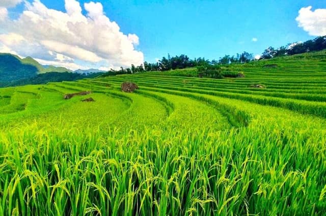 From Hanoi/Ninh Binh:Pu Luong Trekking Authentic Village Day Trip