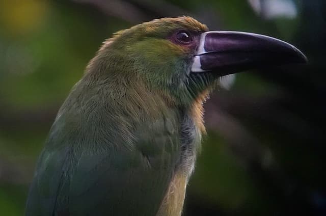 Supreme 100 + Species Challenge: Full day Mindo Birding Adventure.