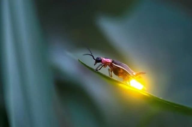 Paddy Fields to Fireflies Experience