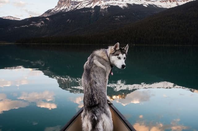 12 Iconic Stops: Banff & Yoho Premium Small Group Guided Tour