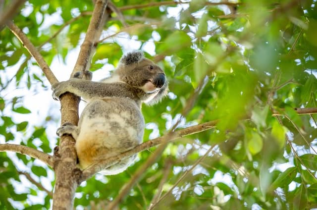 Kangaroos, Koalas & Tamborine Mountain Tour from Gold Coast