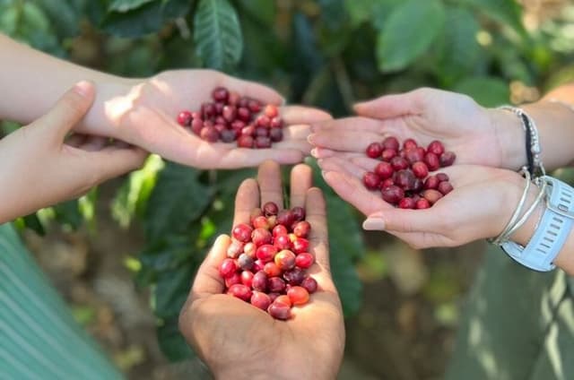 Best & Top of Arusha; Coffee Tour and Waterfall Hike.