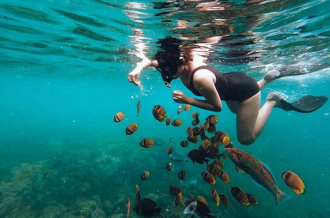 Compare Best Dolphin Tours Near Kuta