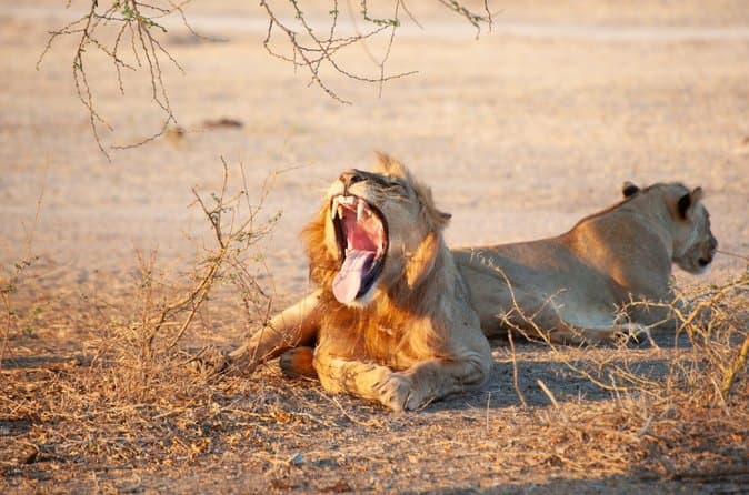 Compare Best Selous Safari Tours from Dar es Salaam
