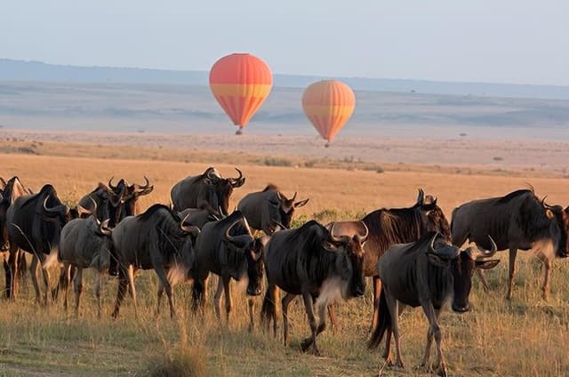 3-Day Maasai Mara Safari from Nairobi with Big Five Game Drives