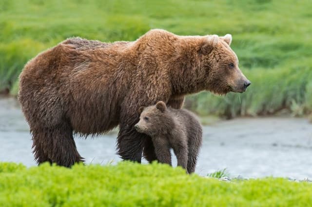 Denali in a Day Sightseeing Package