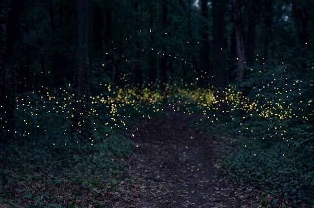 From Puebla: Firefly Sanctuary Tour + Local Dinner