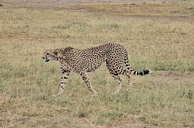 8 Days Kenya Adventure Amboseli Naivasha Nakuru Masai Mara Tour