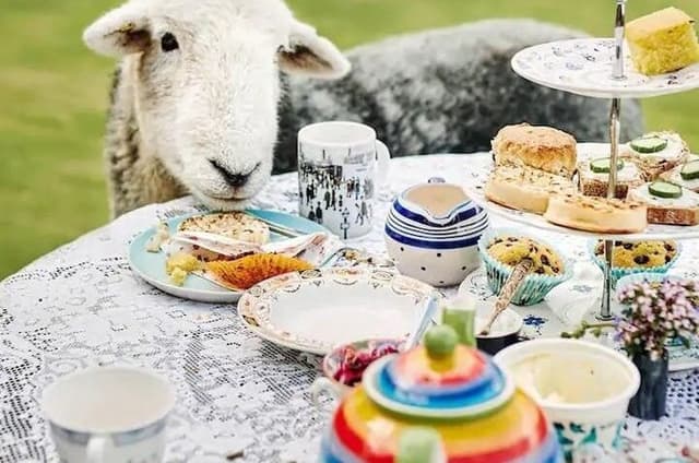 Tea with Naughty Sheep