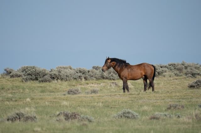 Half Day Wild Mustang Horse Tour from Cody Wyoming