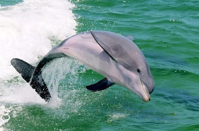 Destin Daytime Dolphin Cruise