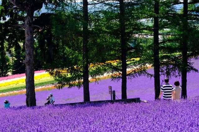 Hokkaido Asahiyama Zoo, Furano and Biei Bus Tour