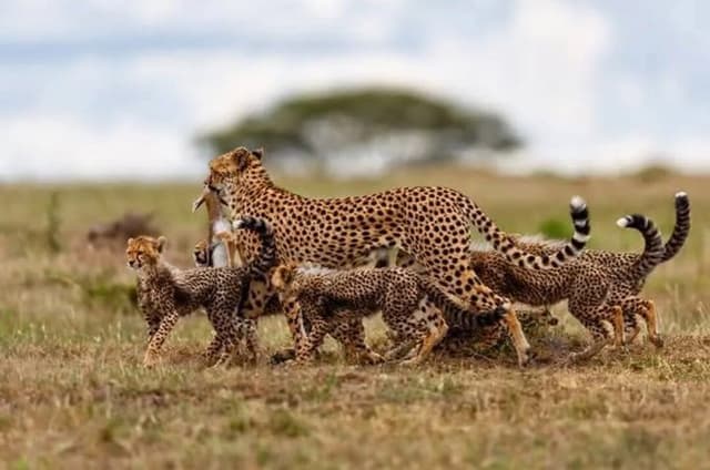 Ngorongoro Crater Joining Group Day Trip Safari