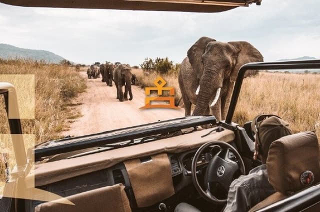 3-Hour Private Game Drive in Pilanesberg National Park
