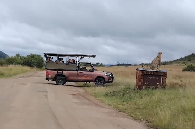 Full Day Pilanesberg Safari Adventure