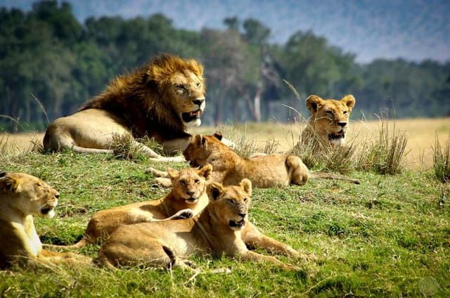 1 Day Safari Adventure to Tsavo East National Park From Mombasa