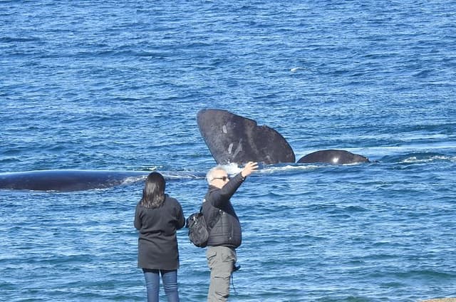 Whale Watching at El Doradillo Beach from Puerto Madryn
