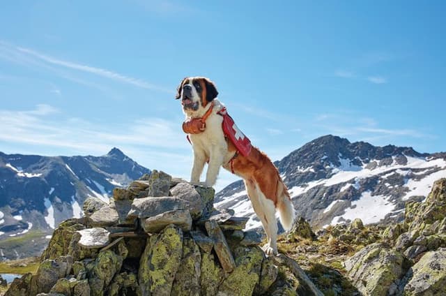 Private Alpine Monastery Unesco and St Bernard Dogs Tour