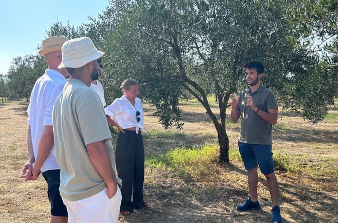 Best Balestrate Olive Grove Tours & Experiences