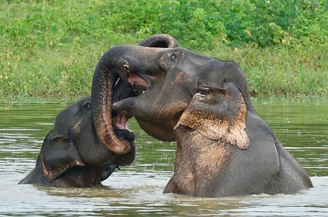 Udawalawe National Park Budget Safari