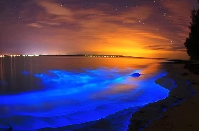 Bioluminescence Kayak Tour Near Orlando