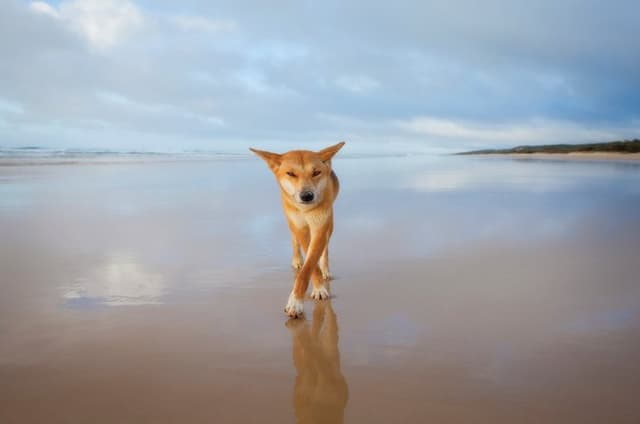 Kgari or Fraser Island Adventure Tour Ex Rainbow Beach