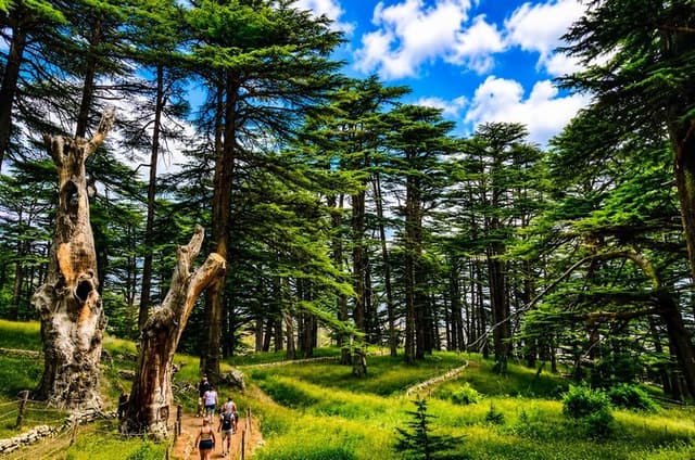 Qadisha Valley, Cedars Hike & Kozhaya | Small-Group Tour Beirut