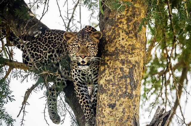 1 Day Classic Safari to Mikumi Park by train from Dar es Salaam