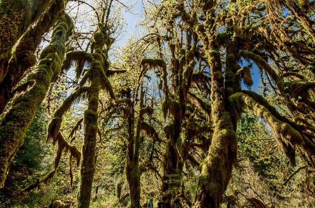 Full Day Guided Hike in Hoh Rainforest Olympic National Park