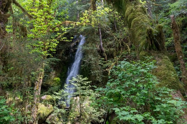 Lake Quinault Rainforest Tour Nature and Wildlife Adventure