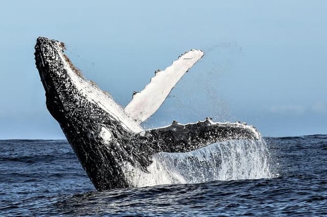 Private Tour: Hermanus Whale Watching Boat Trip & Wine Tasting