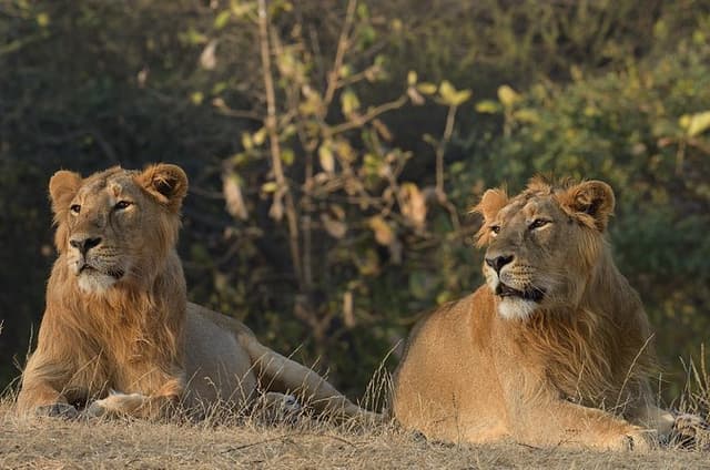 Gir National Park Lion Safari Jeep Adventure with Wildlife Guide