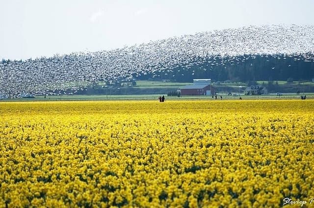 Skagit Valley Tulip Festival Private Day Tour from Seattle