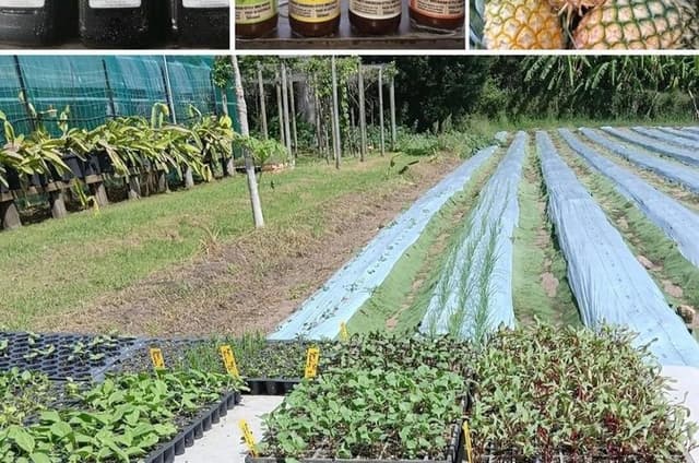 Wholefoods Farm and Market Tour 1770 Agnes