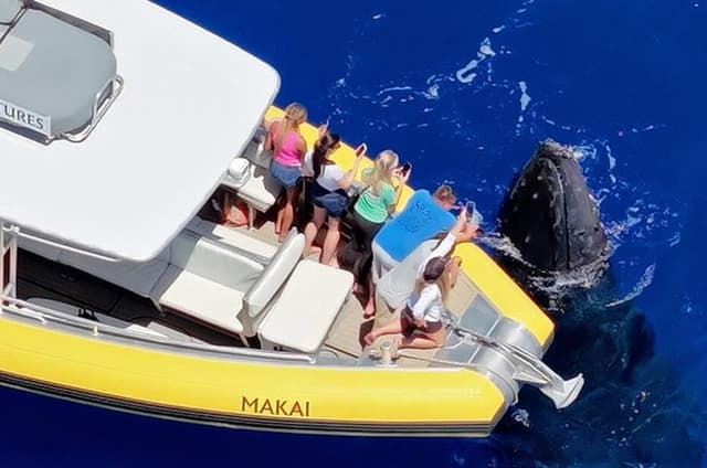 Maui Whale Watching: WHALES GUARANTEED with Makai Adventures