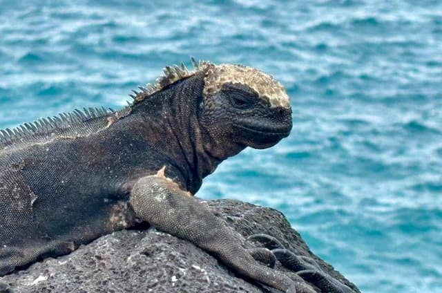 Galapagos Island Hopping Tour 3 Islands in 7 Days