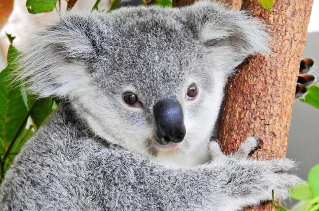 Kuranda Wildlife Experience Deluxe Multi Attraction Pass