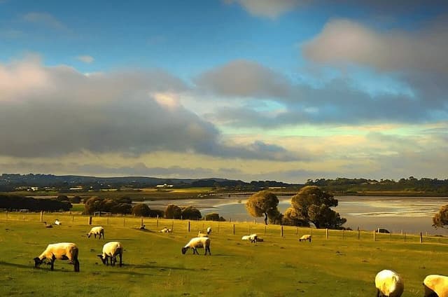 Phillip Island Heritage Farm, Sheepdog Show & Penguin Parade